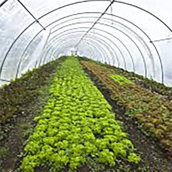 Strawberry Greenhouse